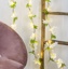 flower string decor with light, assorted total length: 2m
